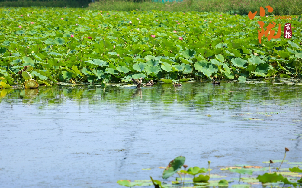 永靖：太極島荷花盛開(kāi) 一池詩(shī)意等您來(lái)