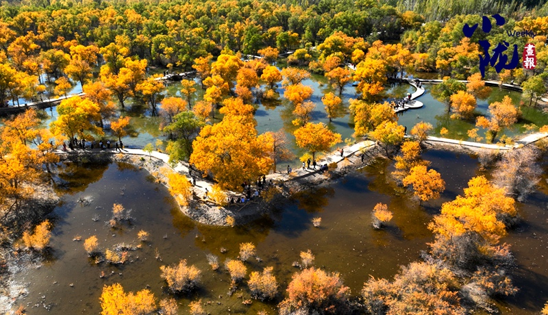 【小隴畫(huà)報(bào)·417期】金塔胡楊，甘肅秋景的“天花板”