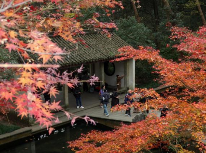 杭州：紅楓層林盡染 引游客競(jìng)相打卡